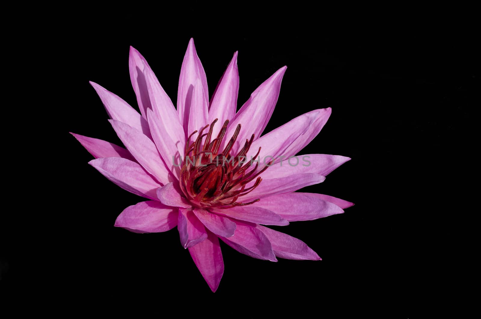 Pink Lotus on Black Background. Nimphaea. Samosir Island North Sumatra, Indonesia.