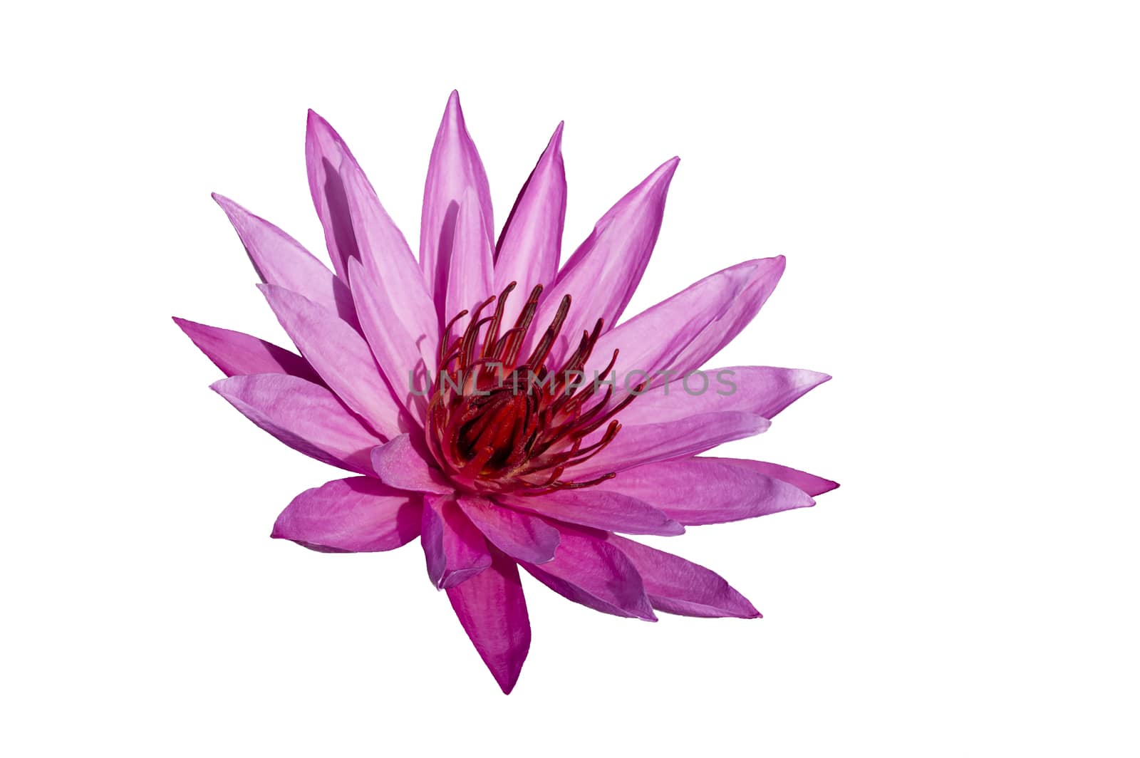 Pink Lotus on White Background. Nimphaea. Samosir Island North Sumatra, Indonesia.