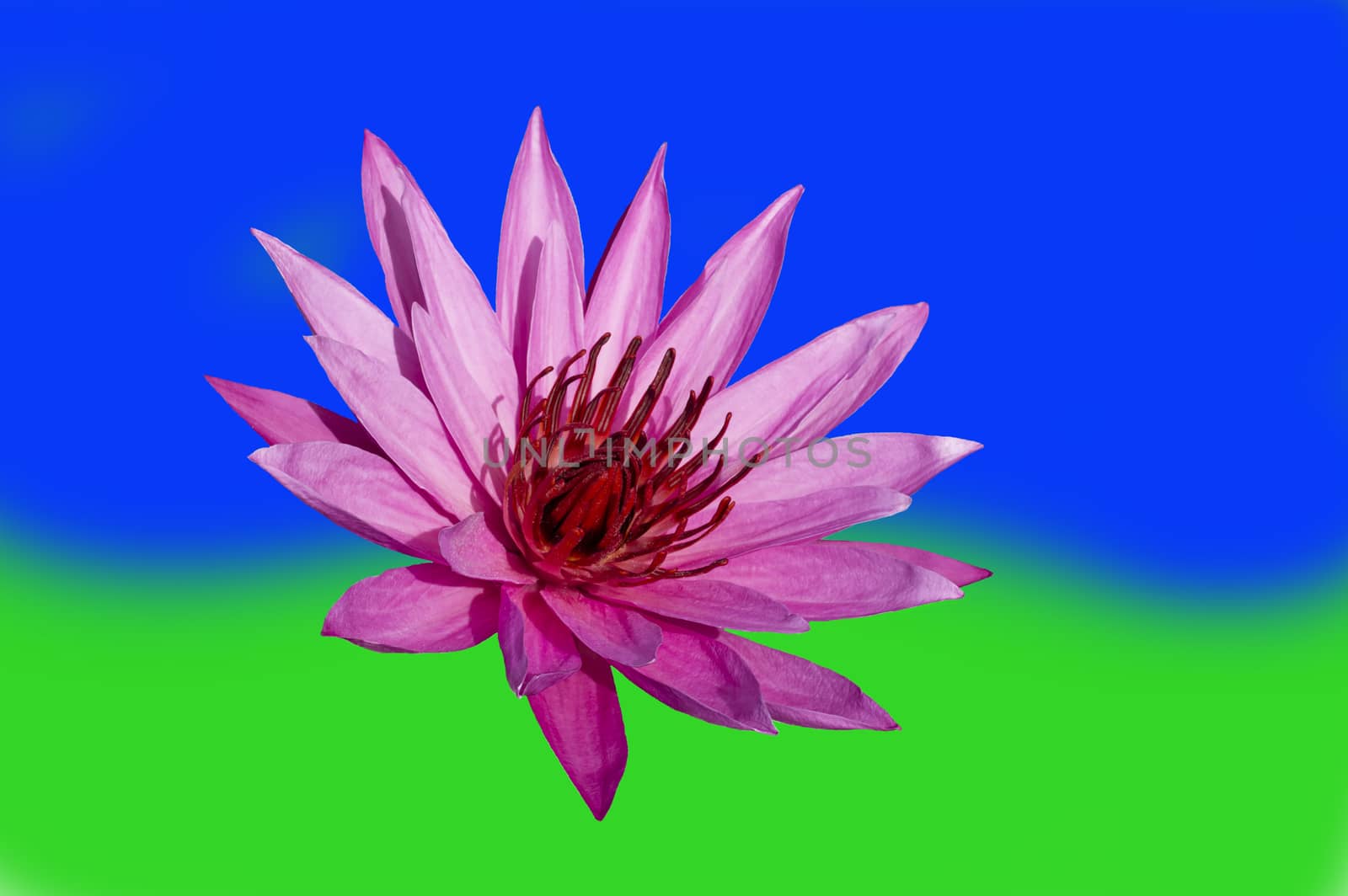 Pink Lotus on Blue-Green Background. Nimphaea. Samosir Island North Sumatra, Indonesia.