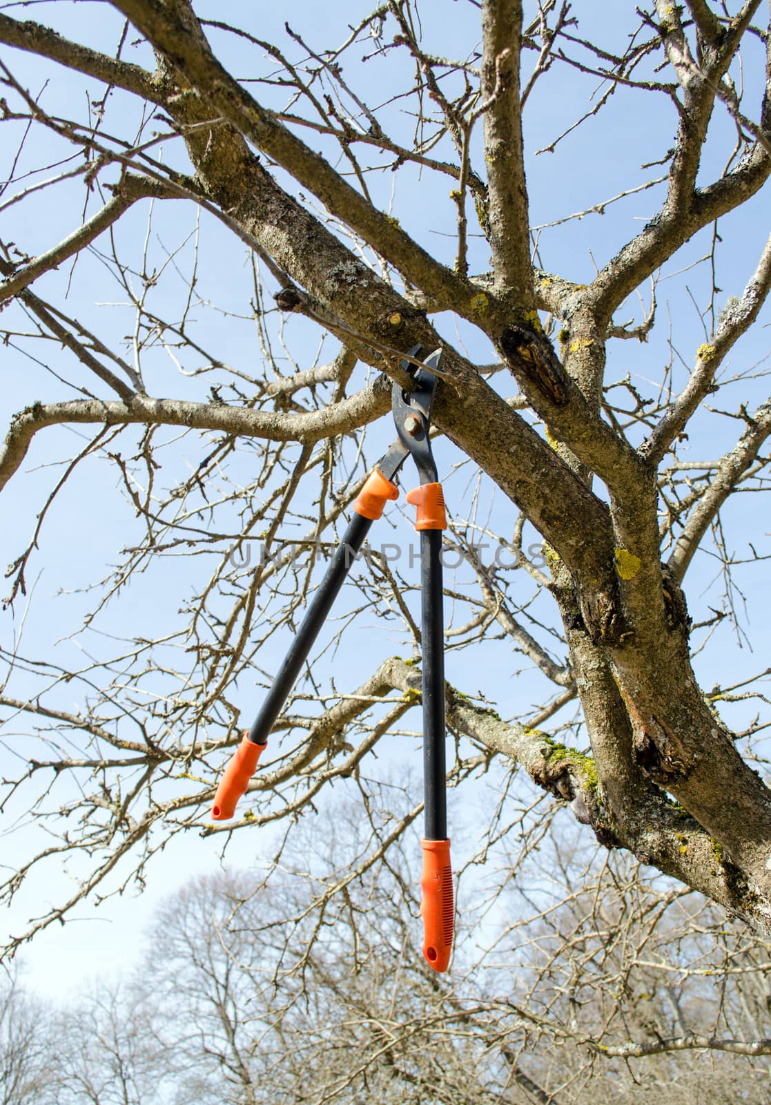 fruit tree cut trim prune with two handle clippers scissors in spring garden on background of blue sky.