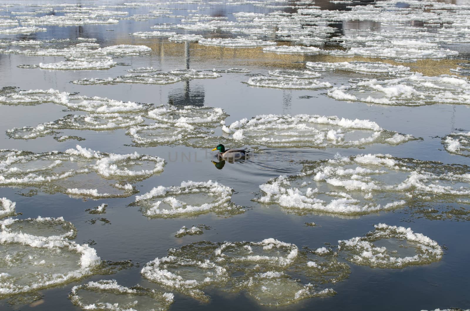 lonely duck in the river between the big frozen piece of ice