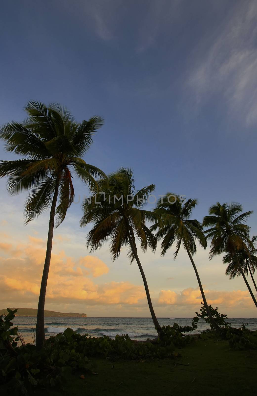 Silhouette of palm trees at sunrise, Las Galeras beach, Samana peninsula, Dominican Republic