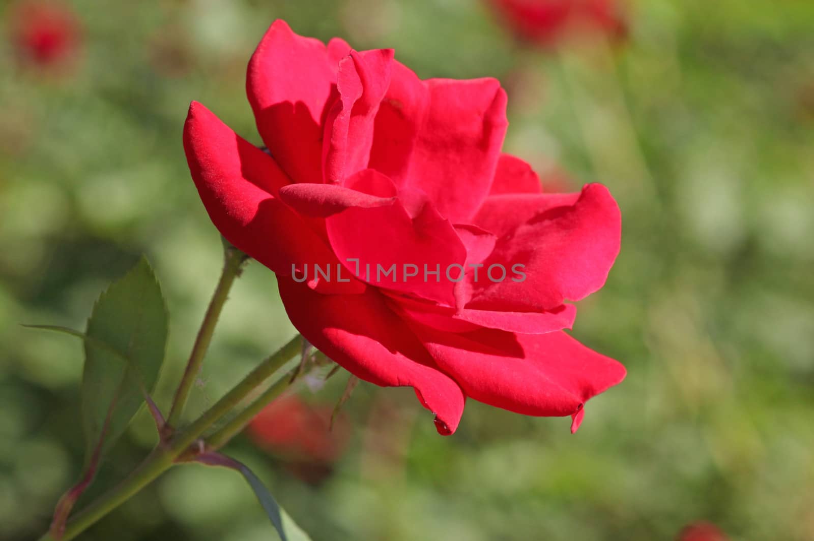 close up of red rose