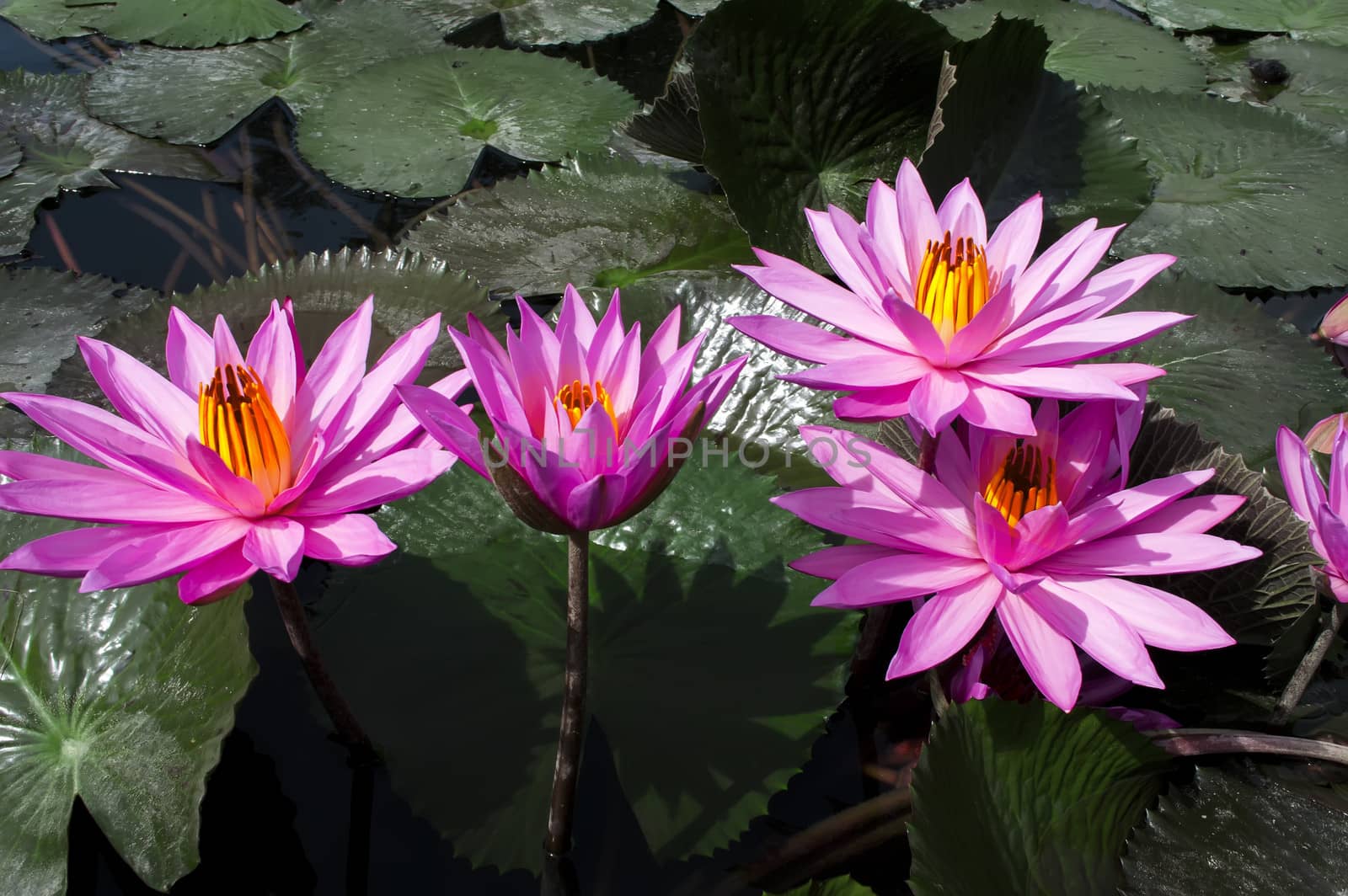 Pink Lotuses. by GNNick