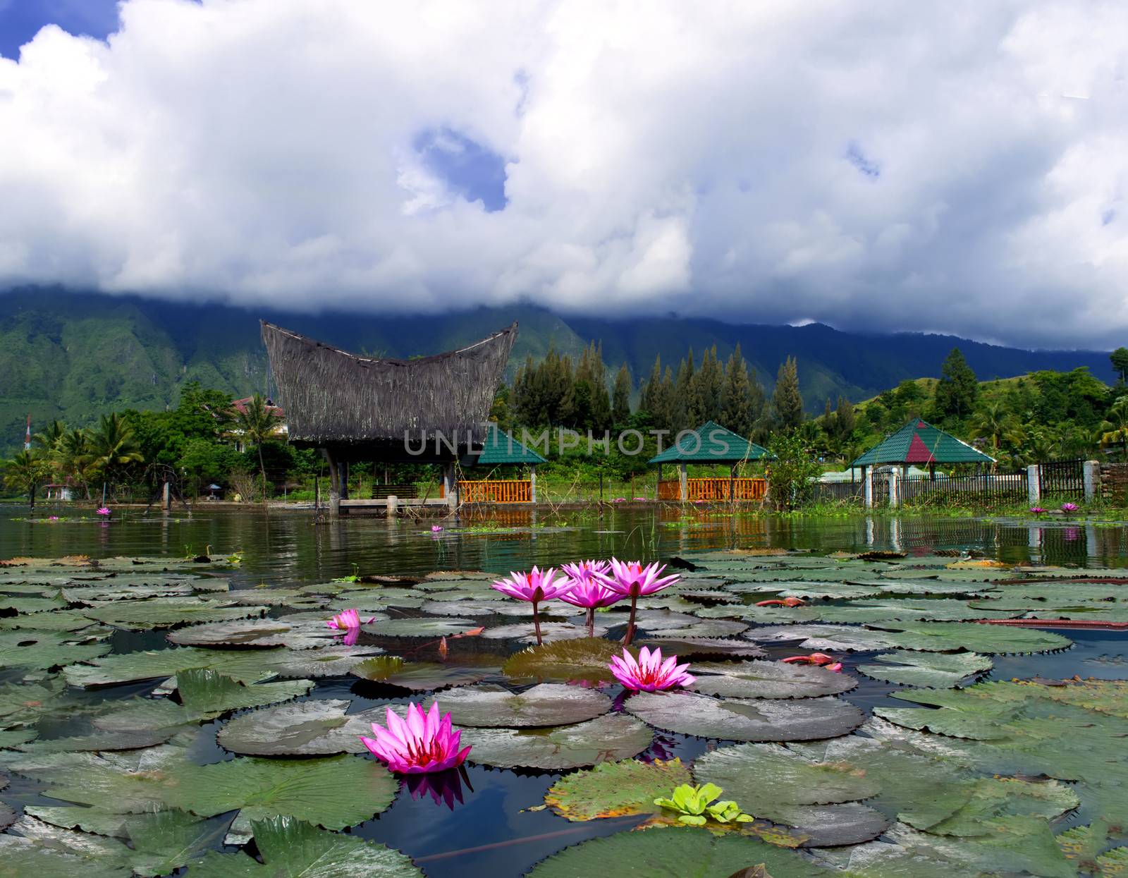 Lotuses and Mountain. Samosir Island  Lake Toba  North Sumatra  Indonesia.