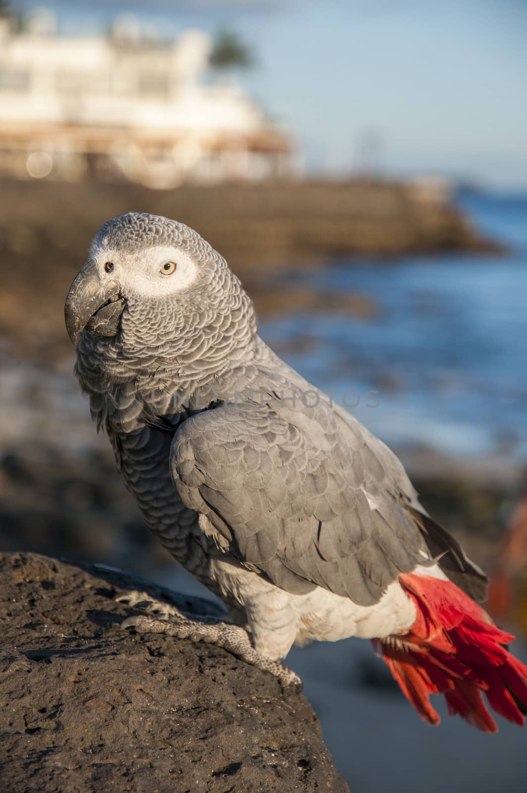 colorful parrots perched on a rock by the sea