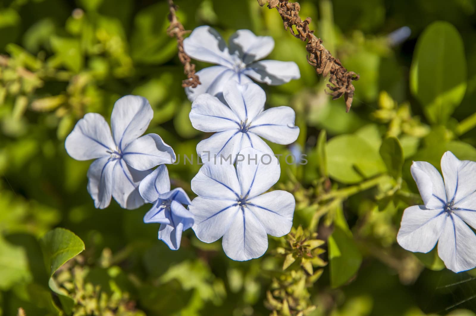 blue flowers in the garden of an enclosure