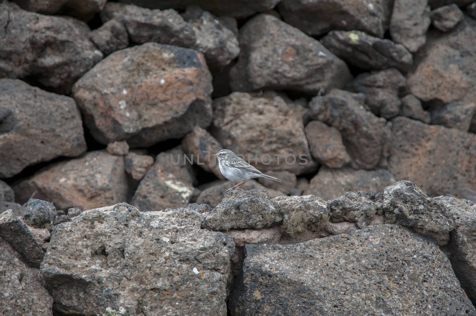 bird perched on some rocks that were in the way