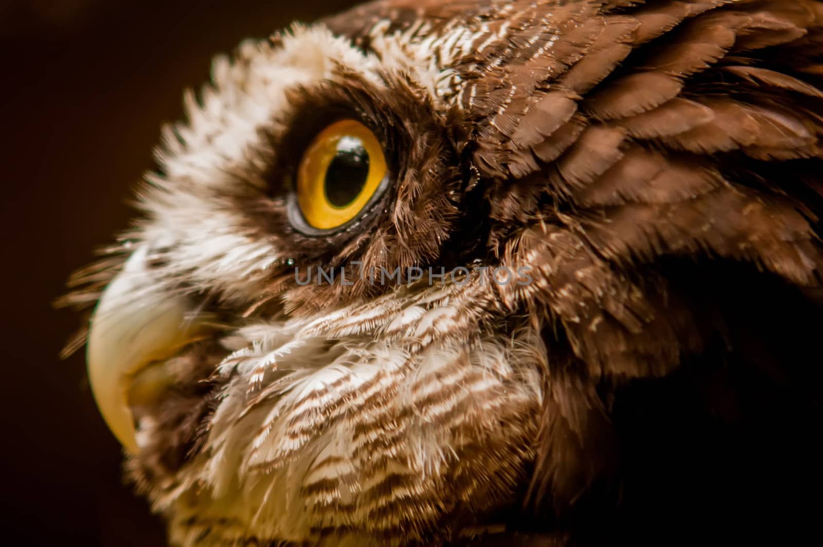 Spectacled Owl  closeup portrait
