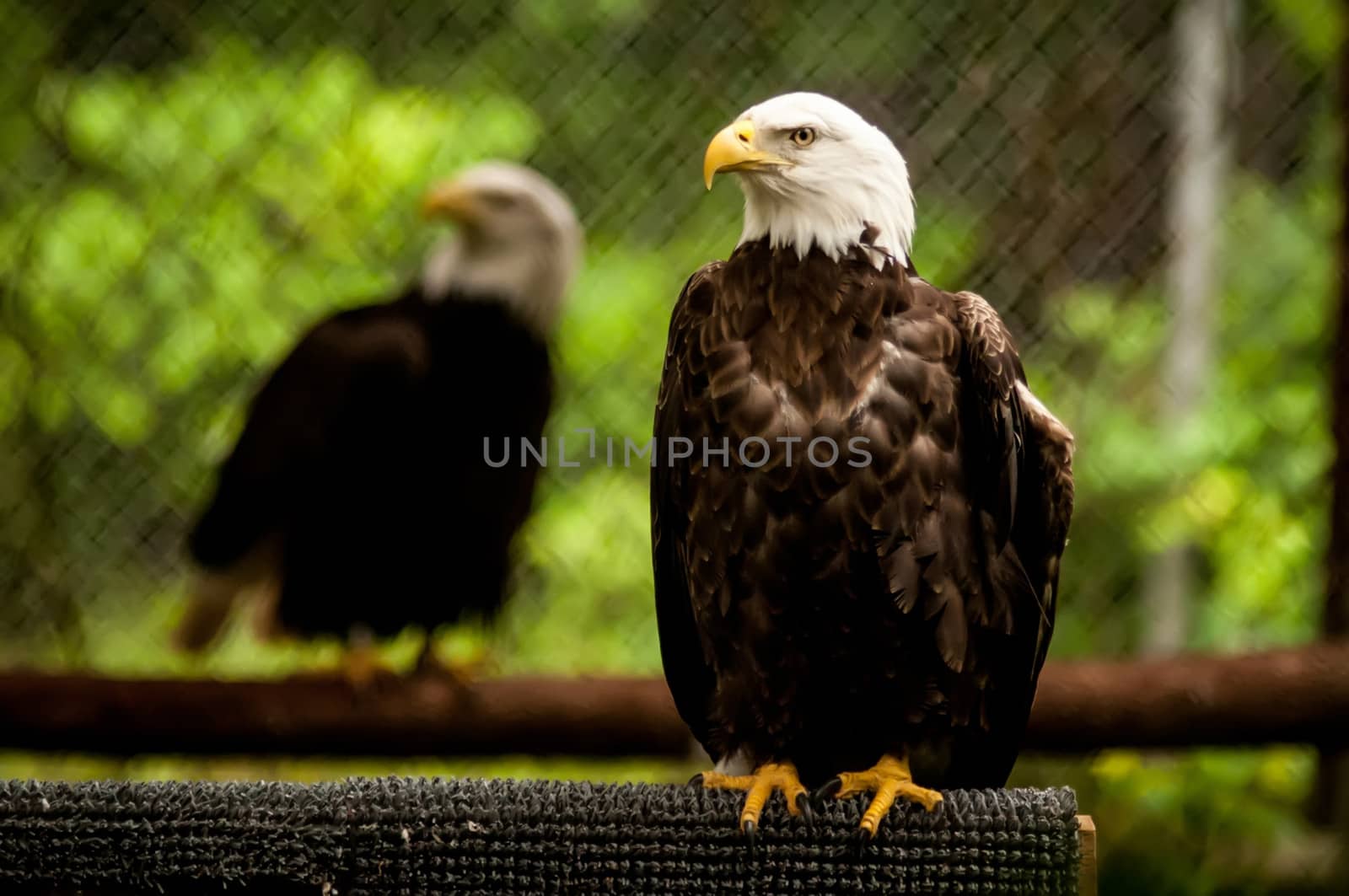 bald headed eagle portait closeup