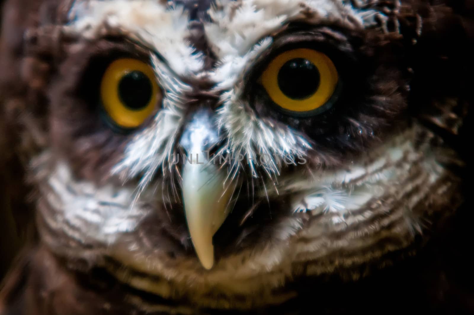 Spectacled Owl  closeup portrait