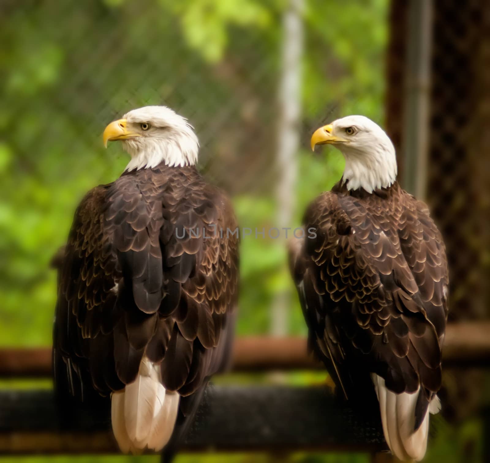 bald headed eagle portait closeup