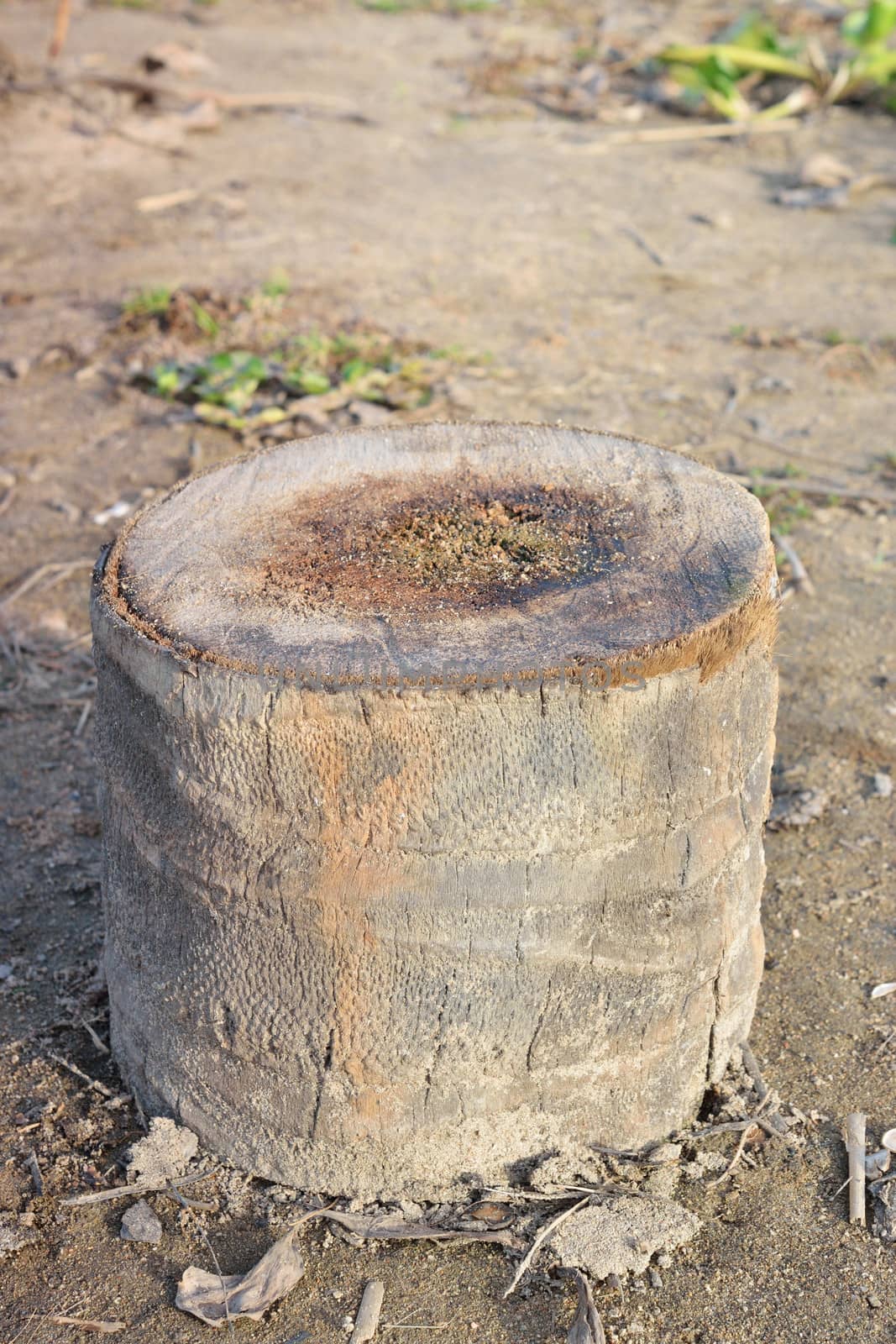 coconut tree stump