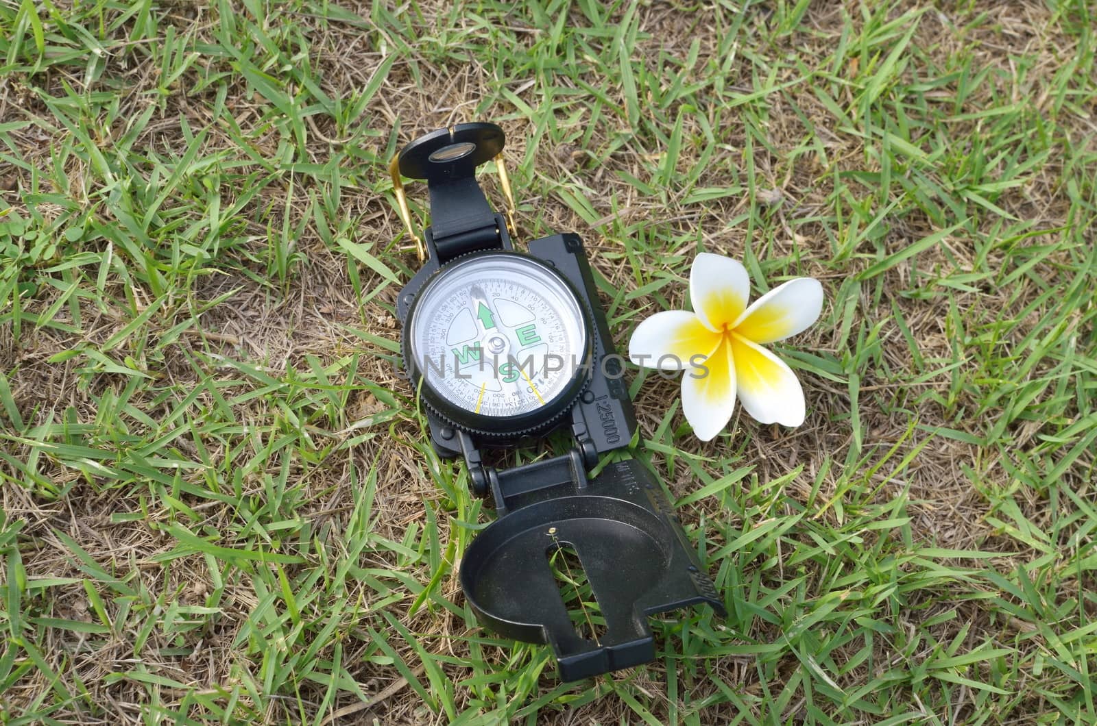 compass with flower on grass
