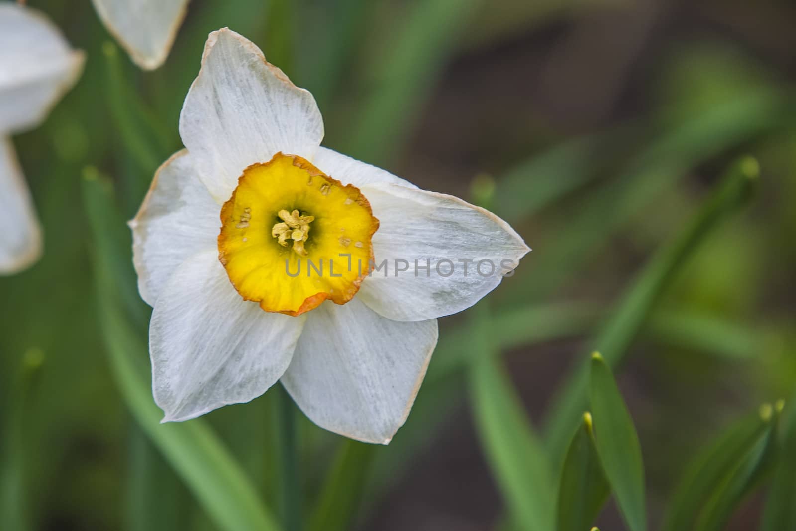 narcissus by steirus