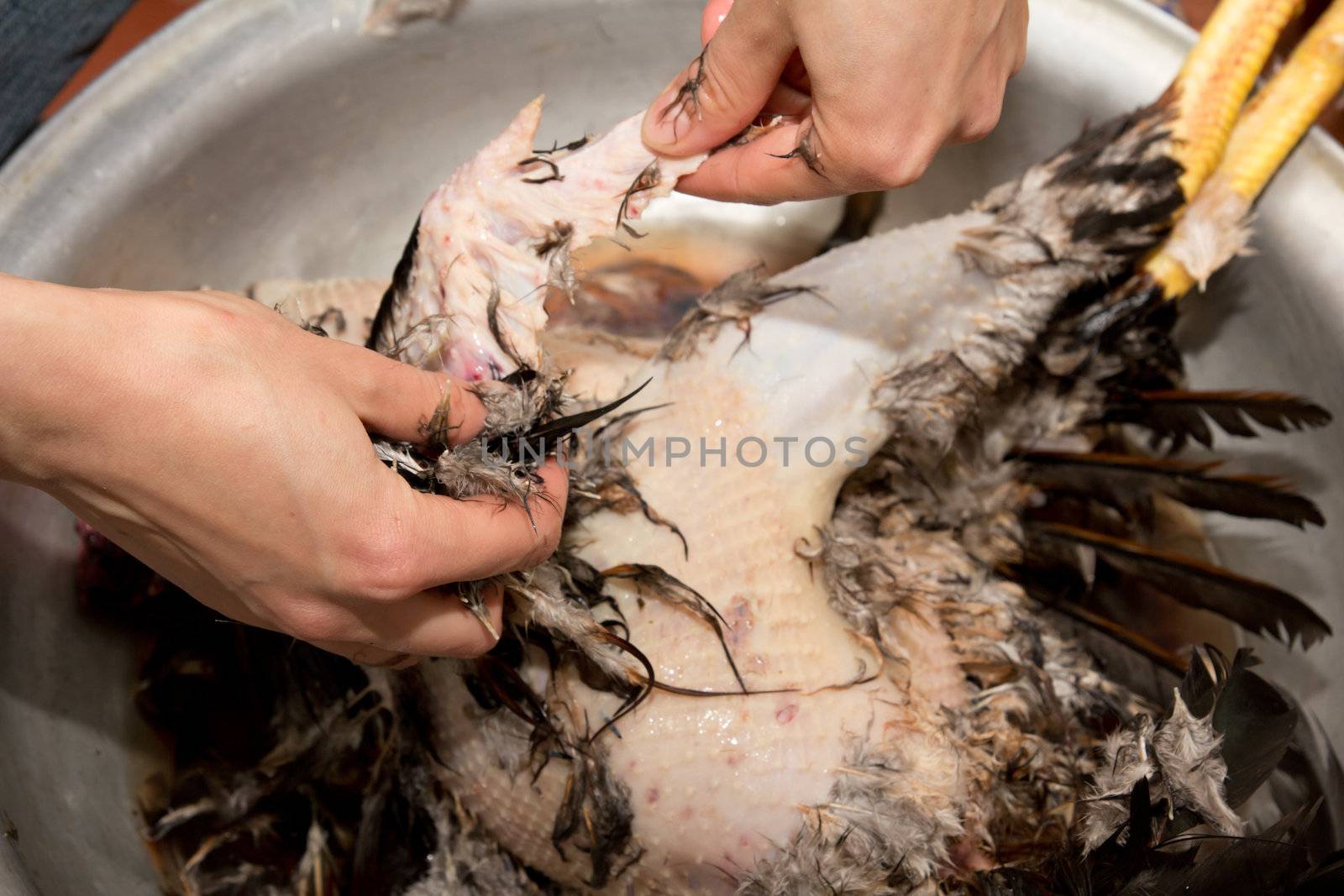 plucking feathers cock