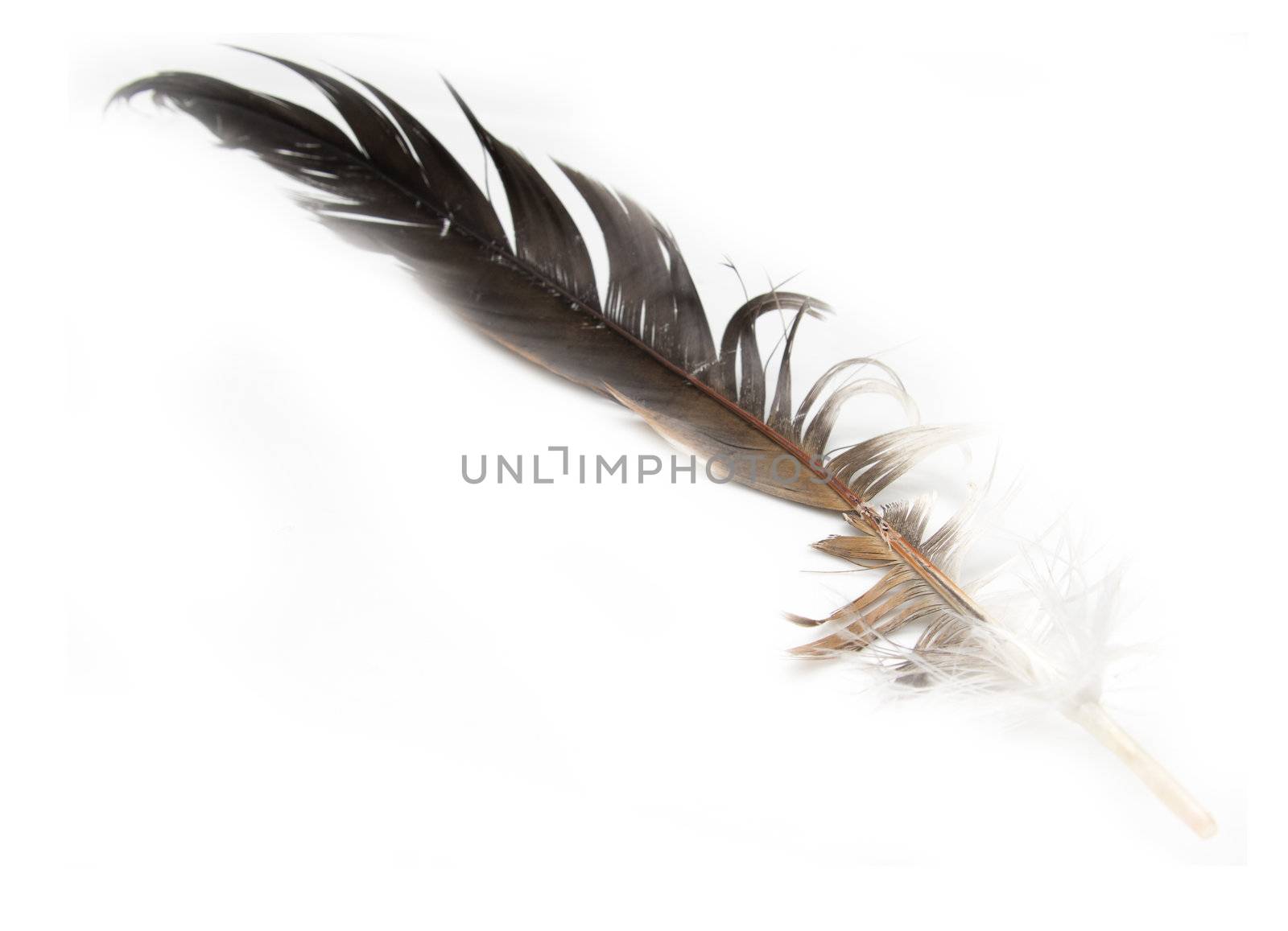 Feather of a bird on a white background by schankz