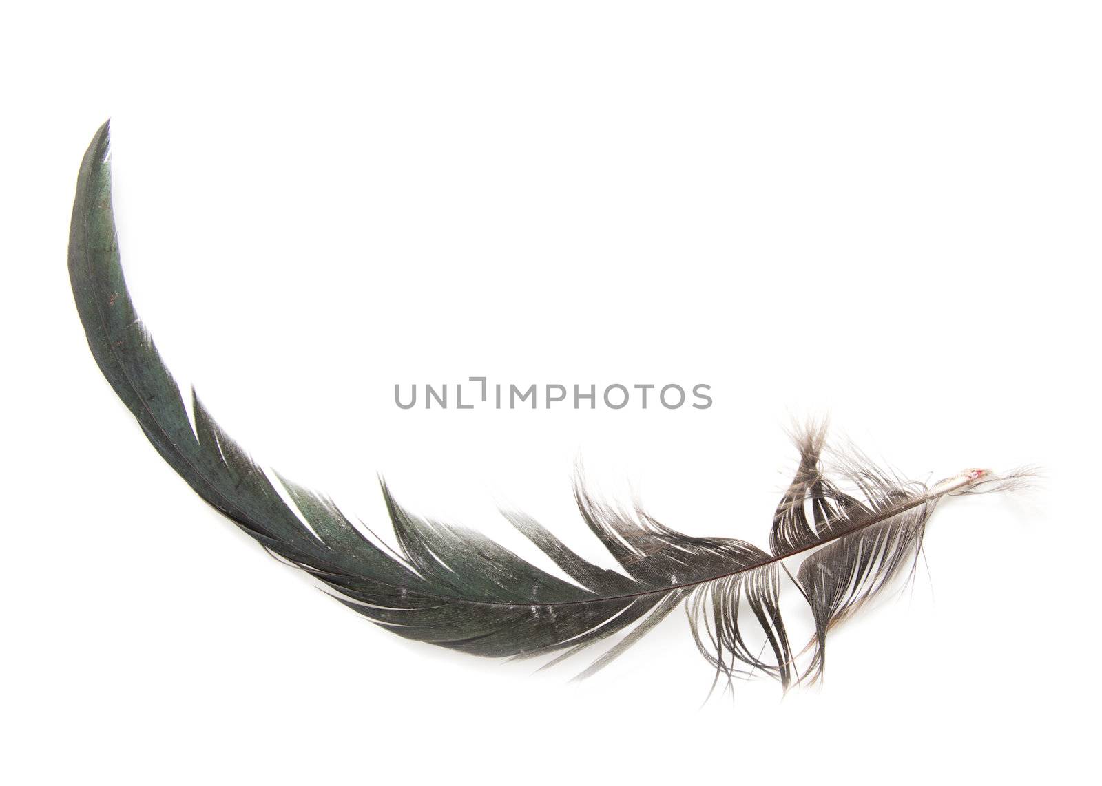 Feather of a bird on a white background