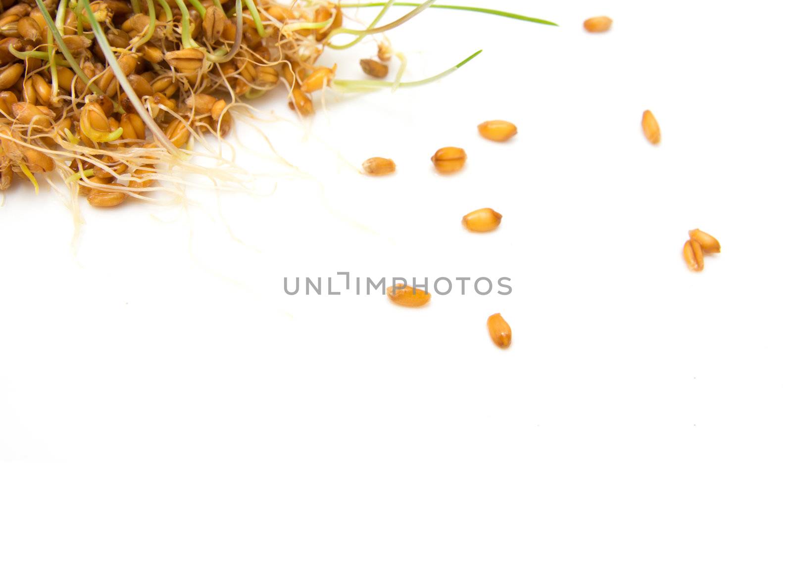 sprouted wheat on a white background