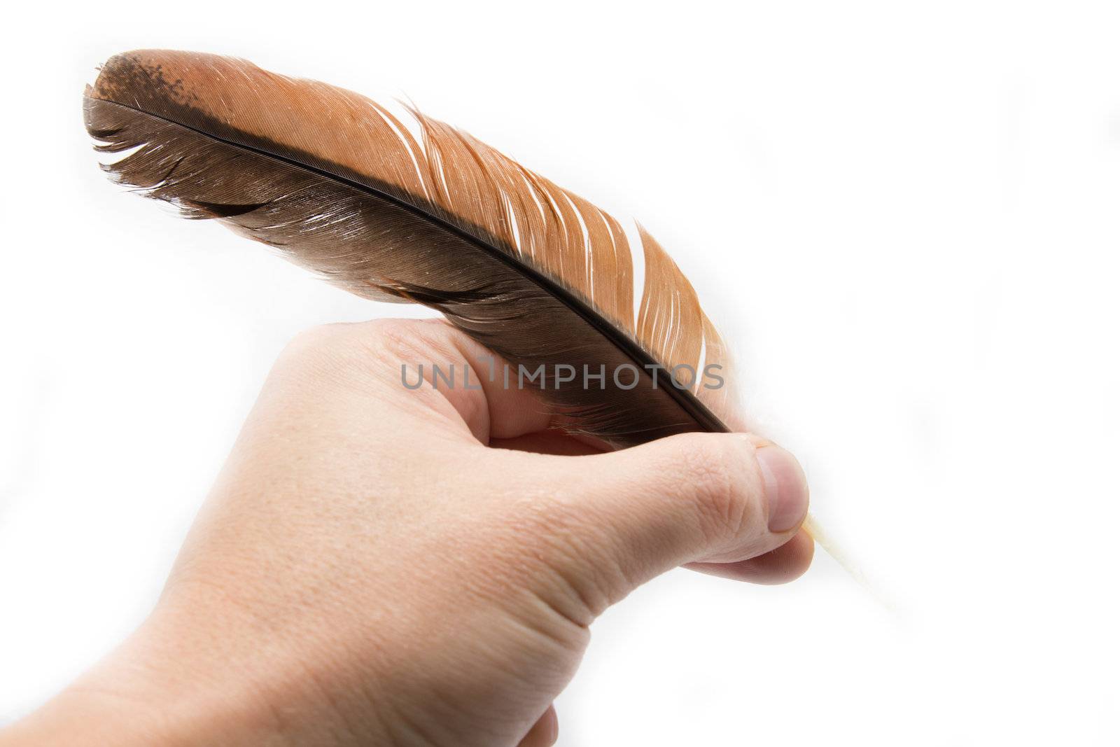 Hand holding feather 
