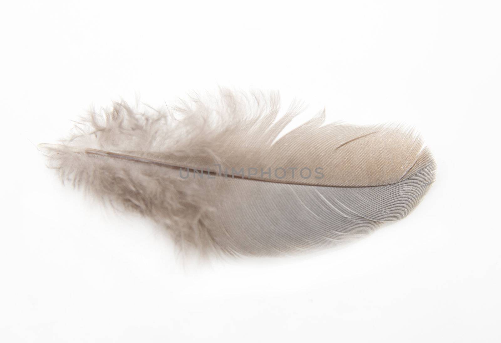 Feather of a pigeon on a white background