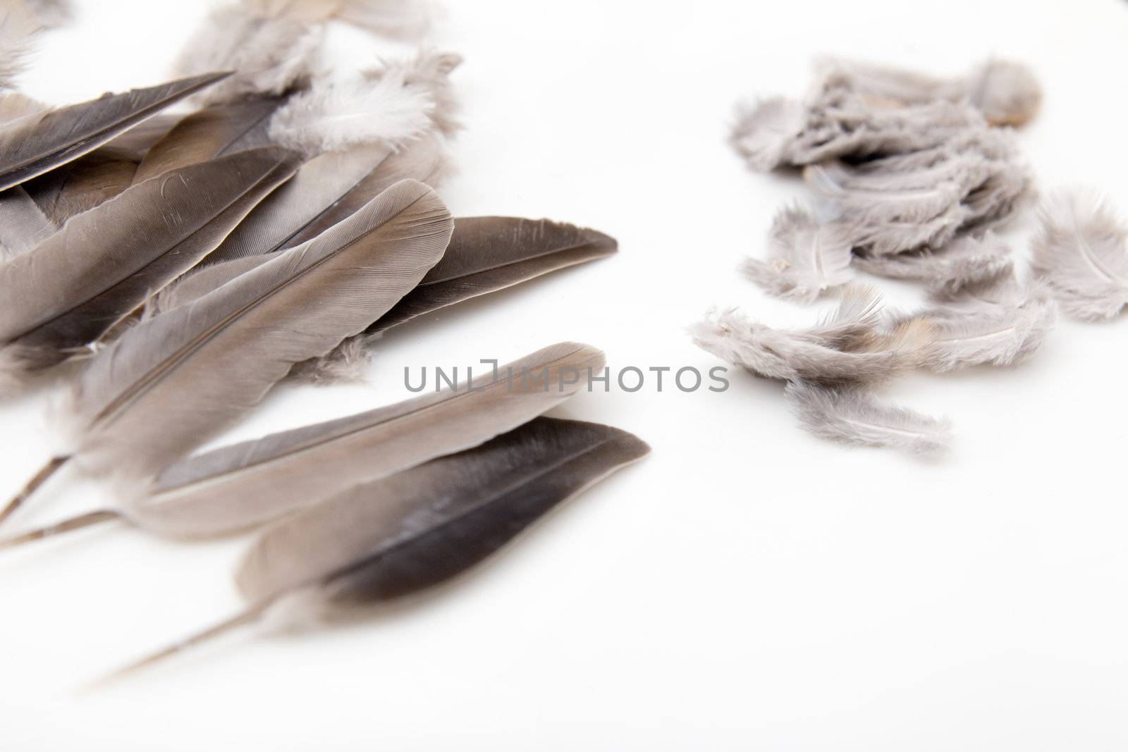 bird feathers on a white background by schankz