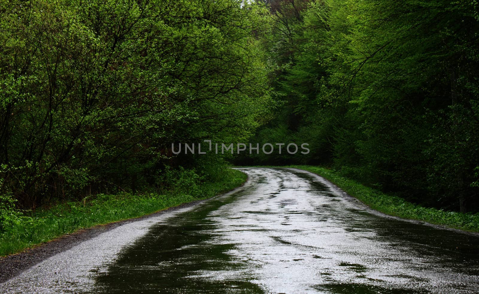 wet road in forest by romantiche