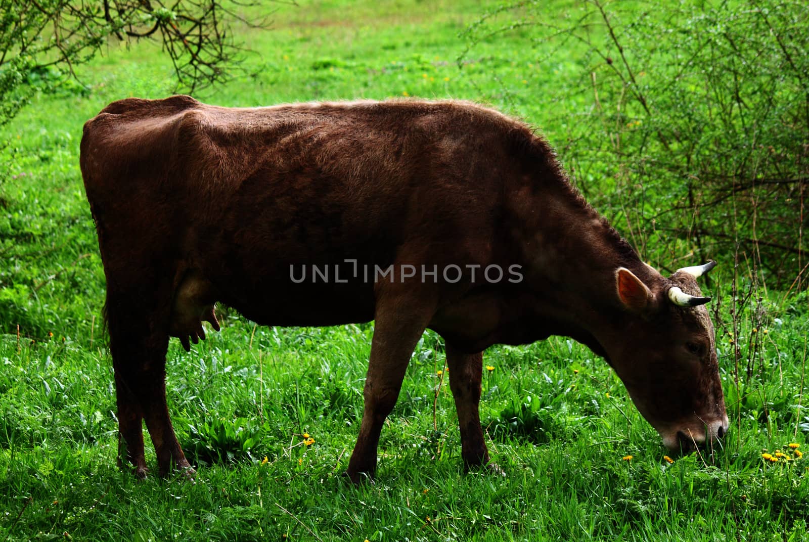 cow  on meadow by romantiche