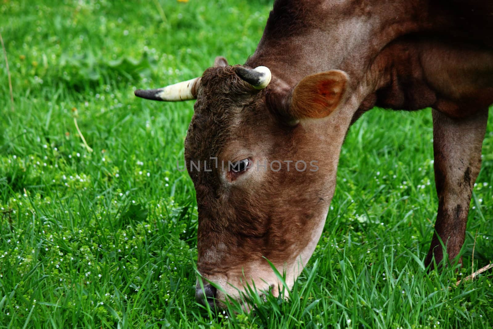 cow eating grass on meadow