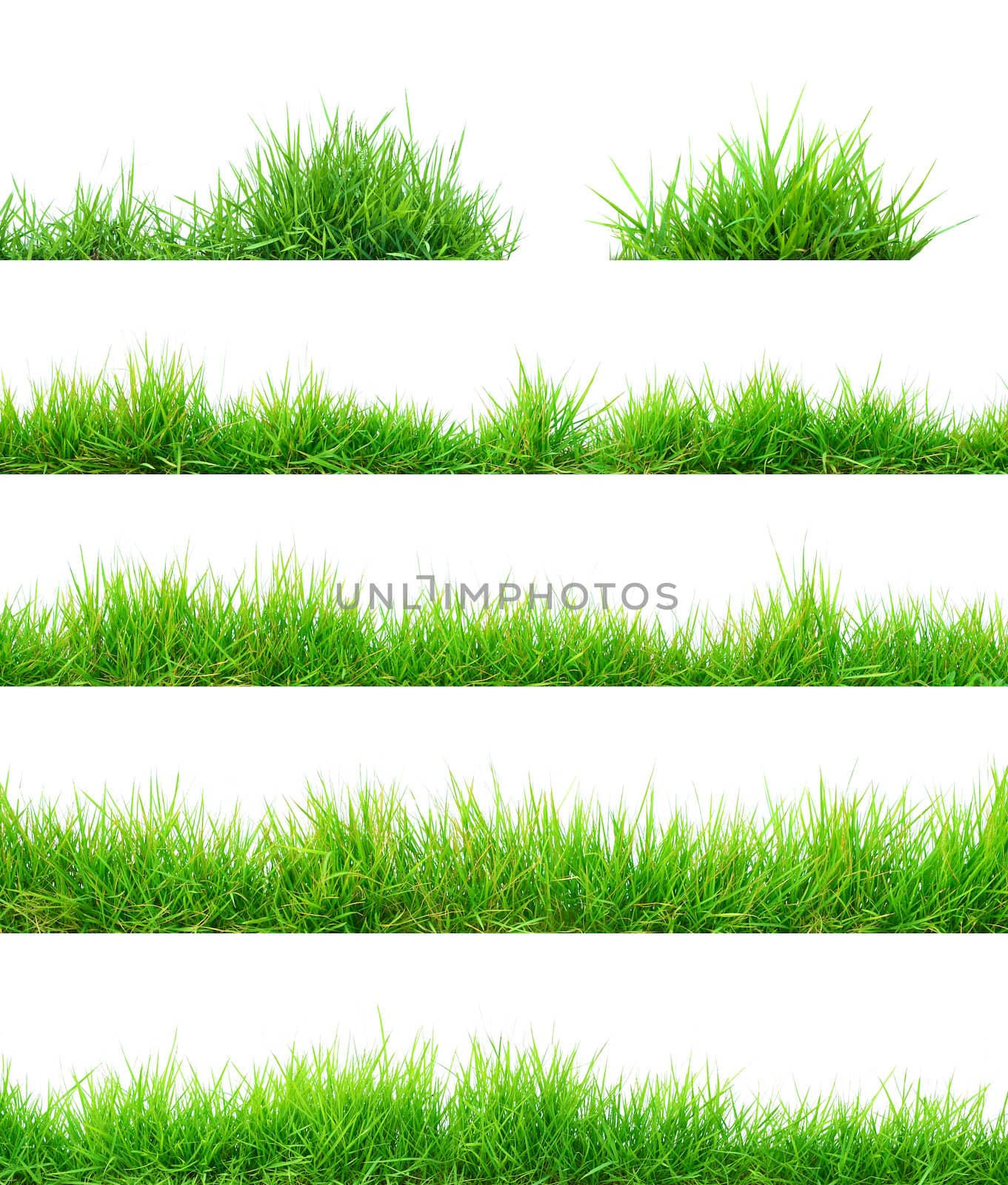 Grass