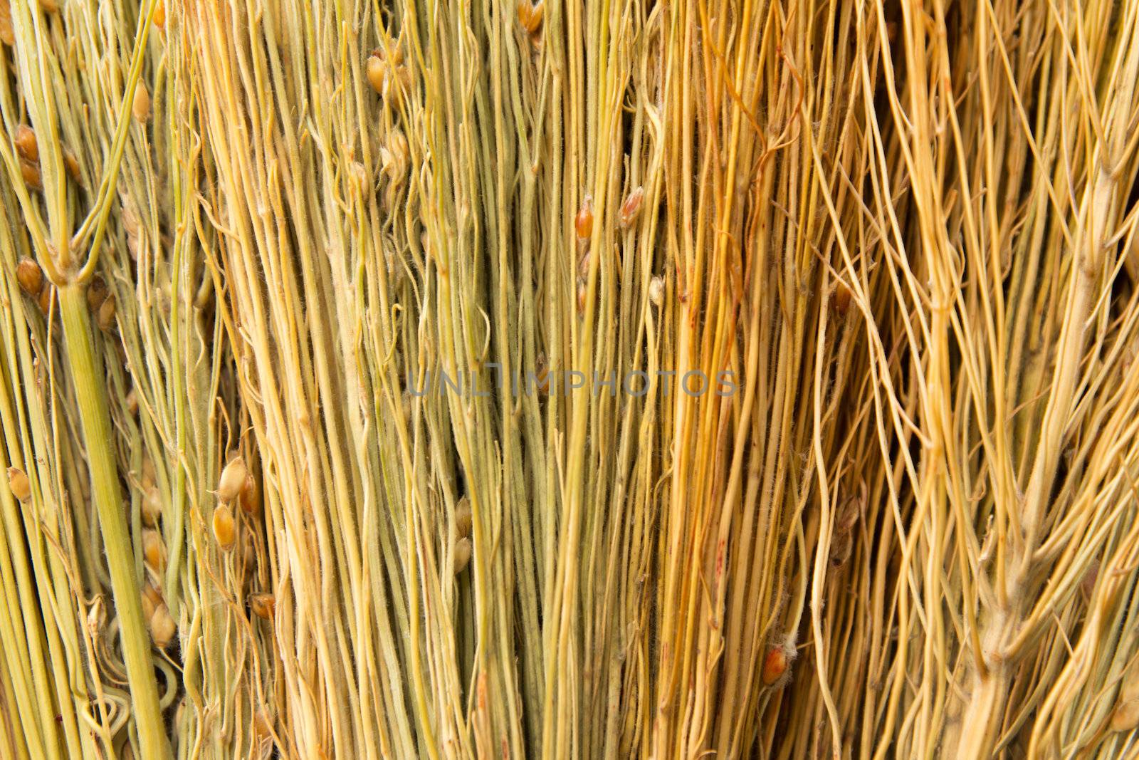 backgrounds texture of dry grass 