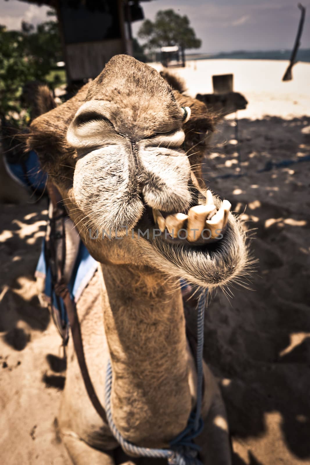 Fun closeup view of the head of a camel grinding its teeth which are exposed to view as it faces the camera