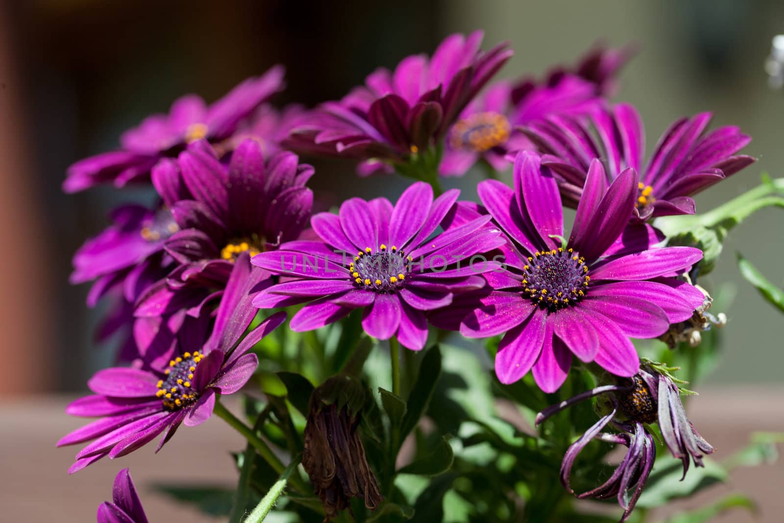 Violet Pink Osteosperumum Flower Daisy  by wjarek