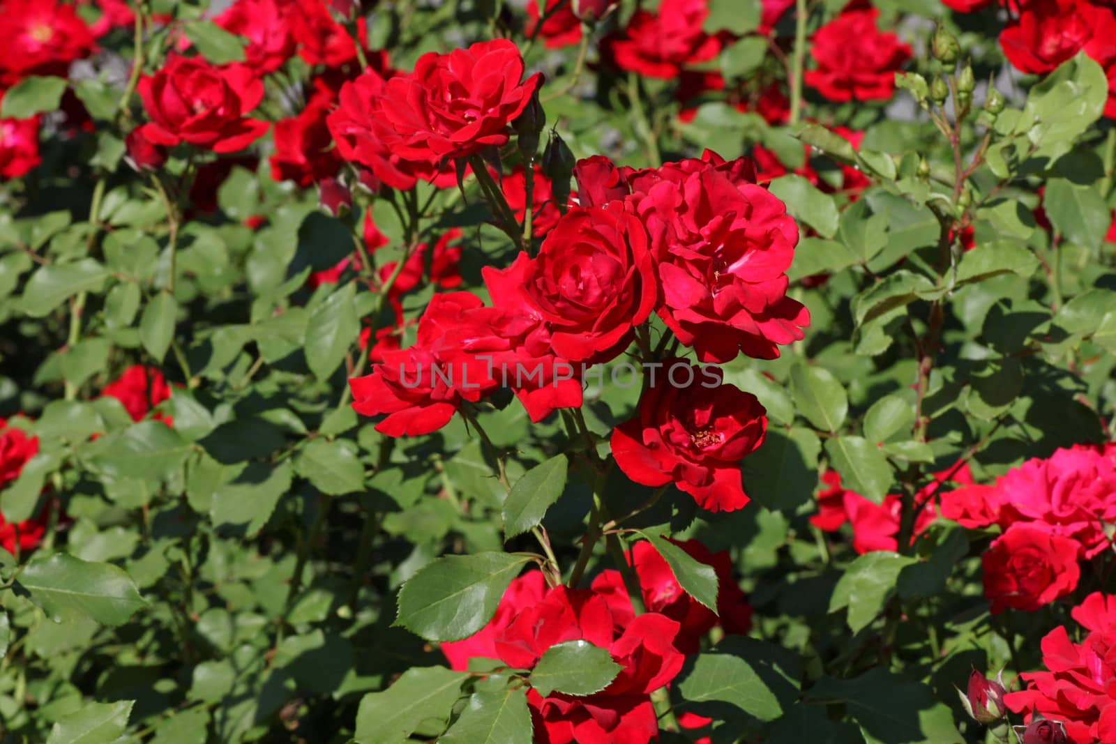 flowerbed with red roses