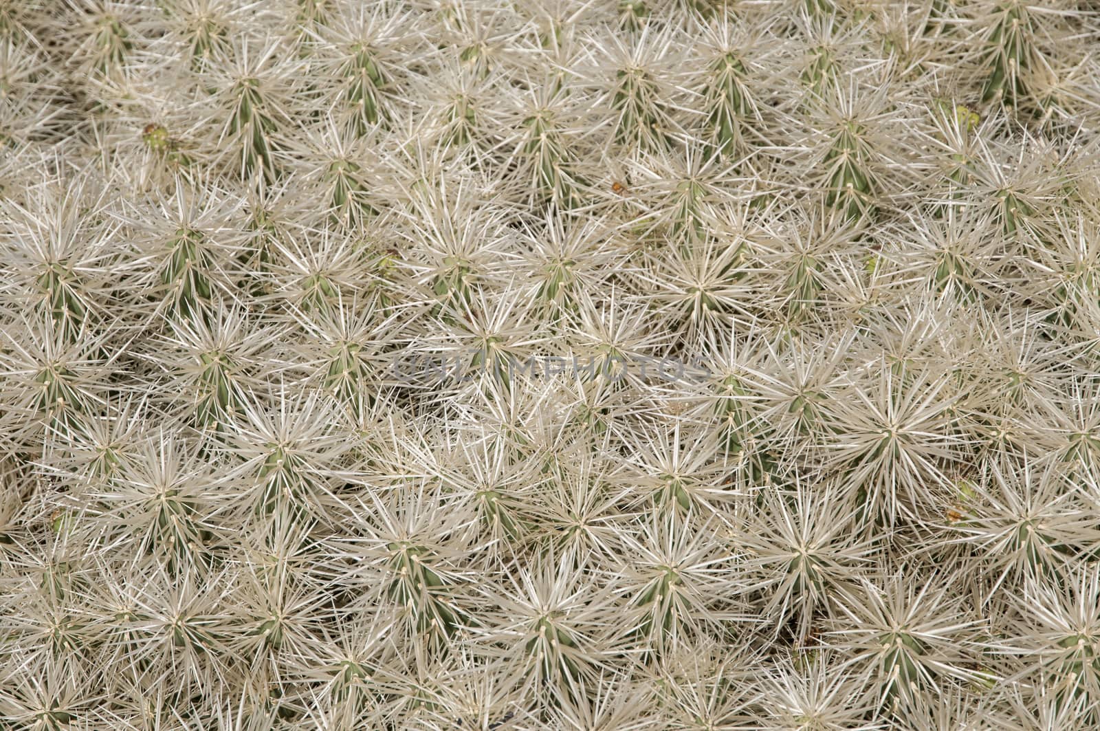 cactus background where the spikes are observed