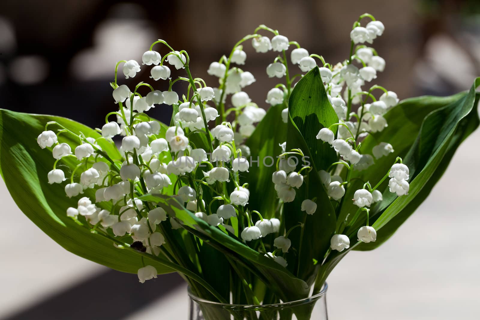 Blooming Lily of the valley 