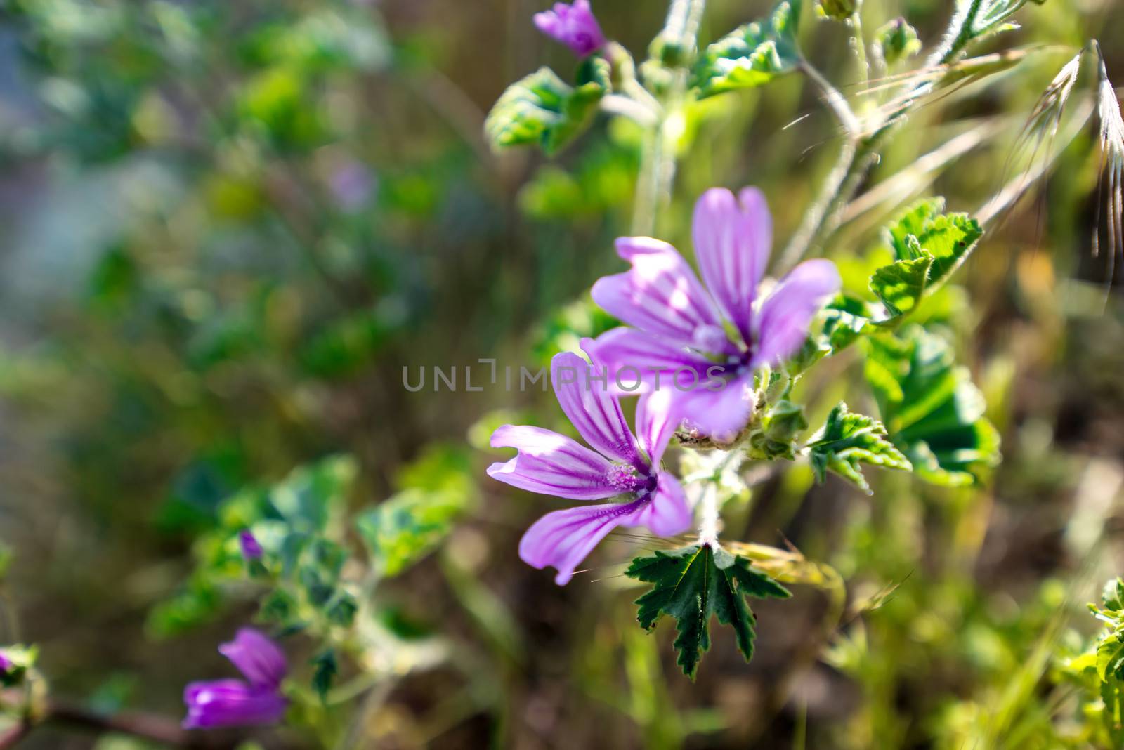 purple wild flowers by GekaSkr