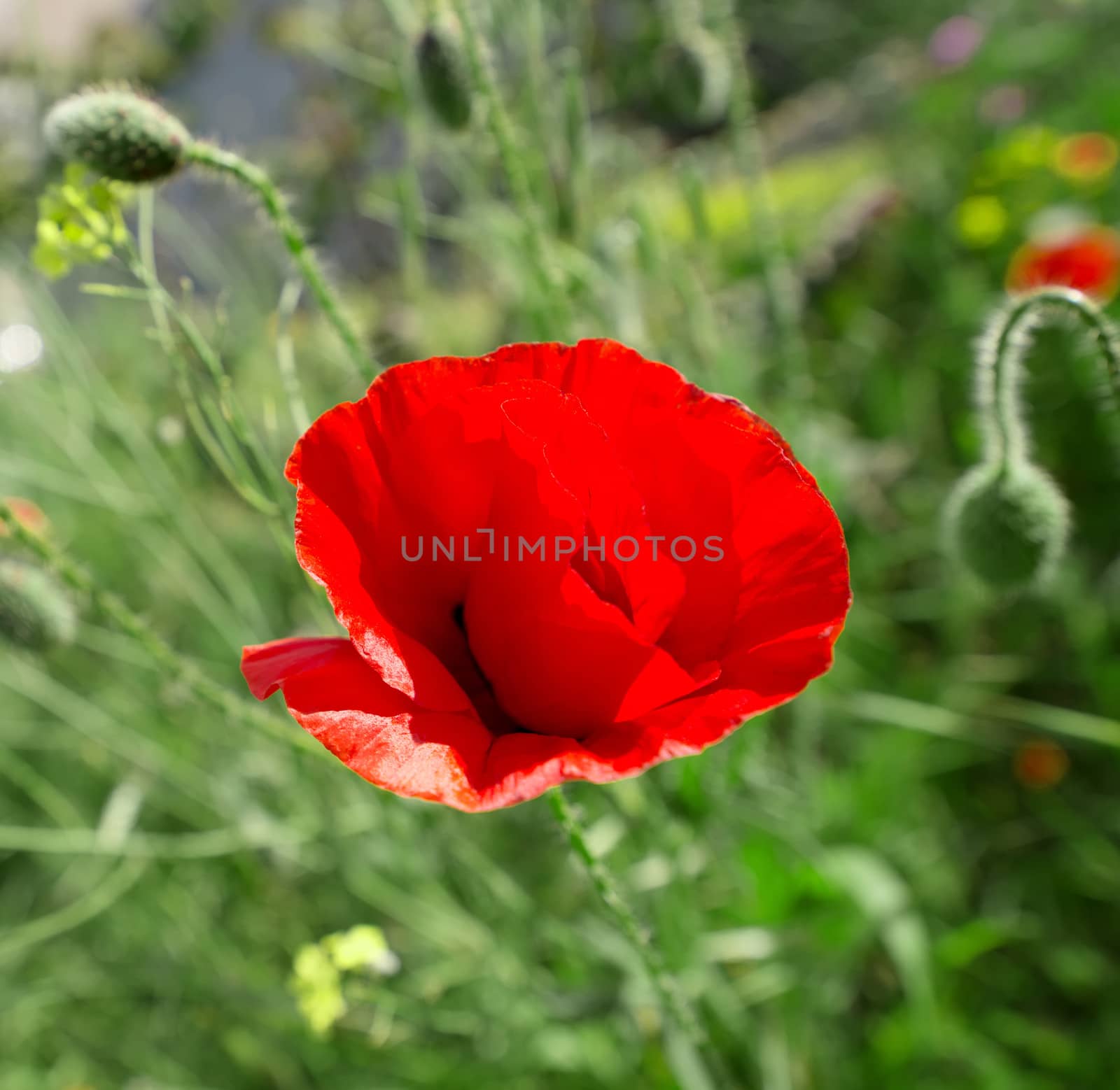 closeup image of red poppy flower