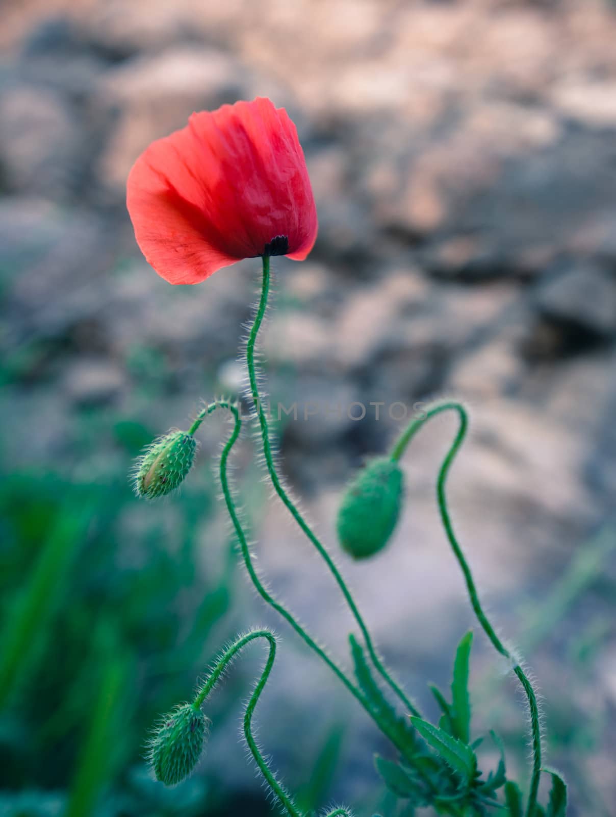 closeup image of red poppy flower