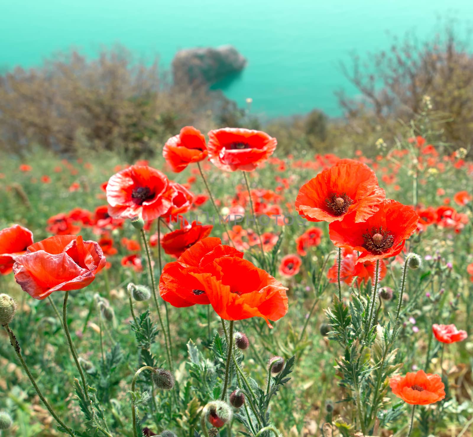 meadow with poppy flowers against sky and sea