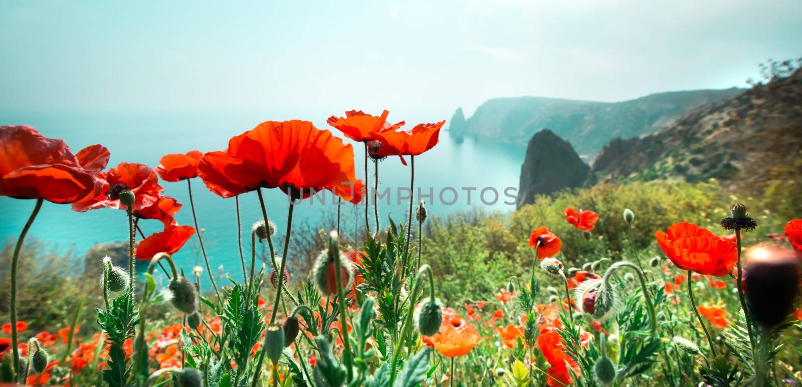 meadow with red poppy flowers against sky and sea