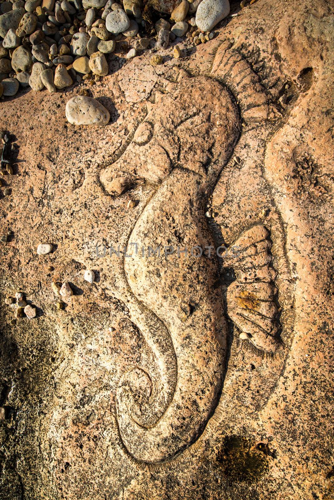 Rock carvings on the beach (sea horse) near Sevastopol (Crimea), Ukraine, May 2013