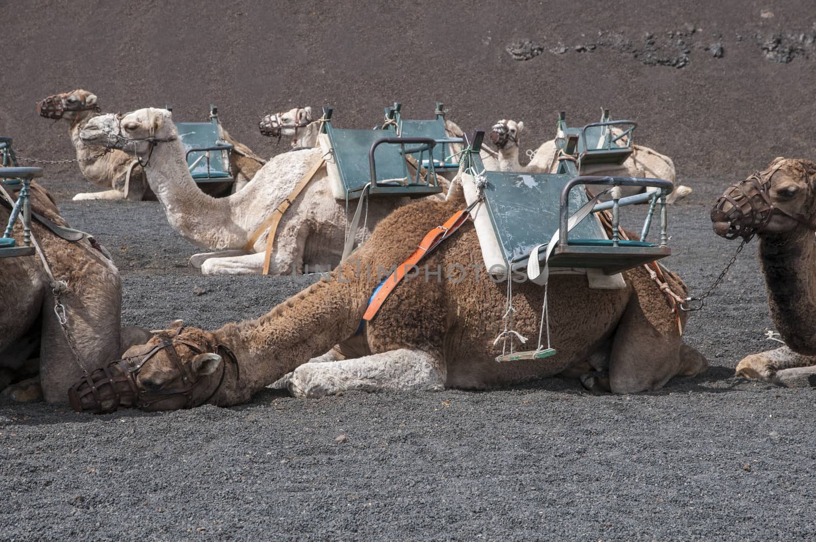 camels used for walking tours people contracted