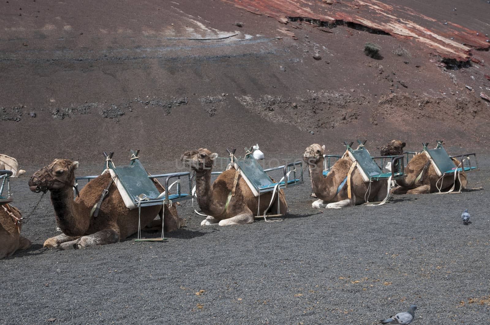 camels used for walking tours people contracted