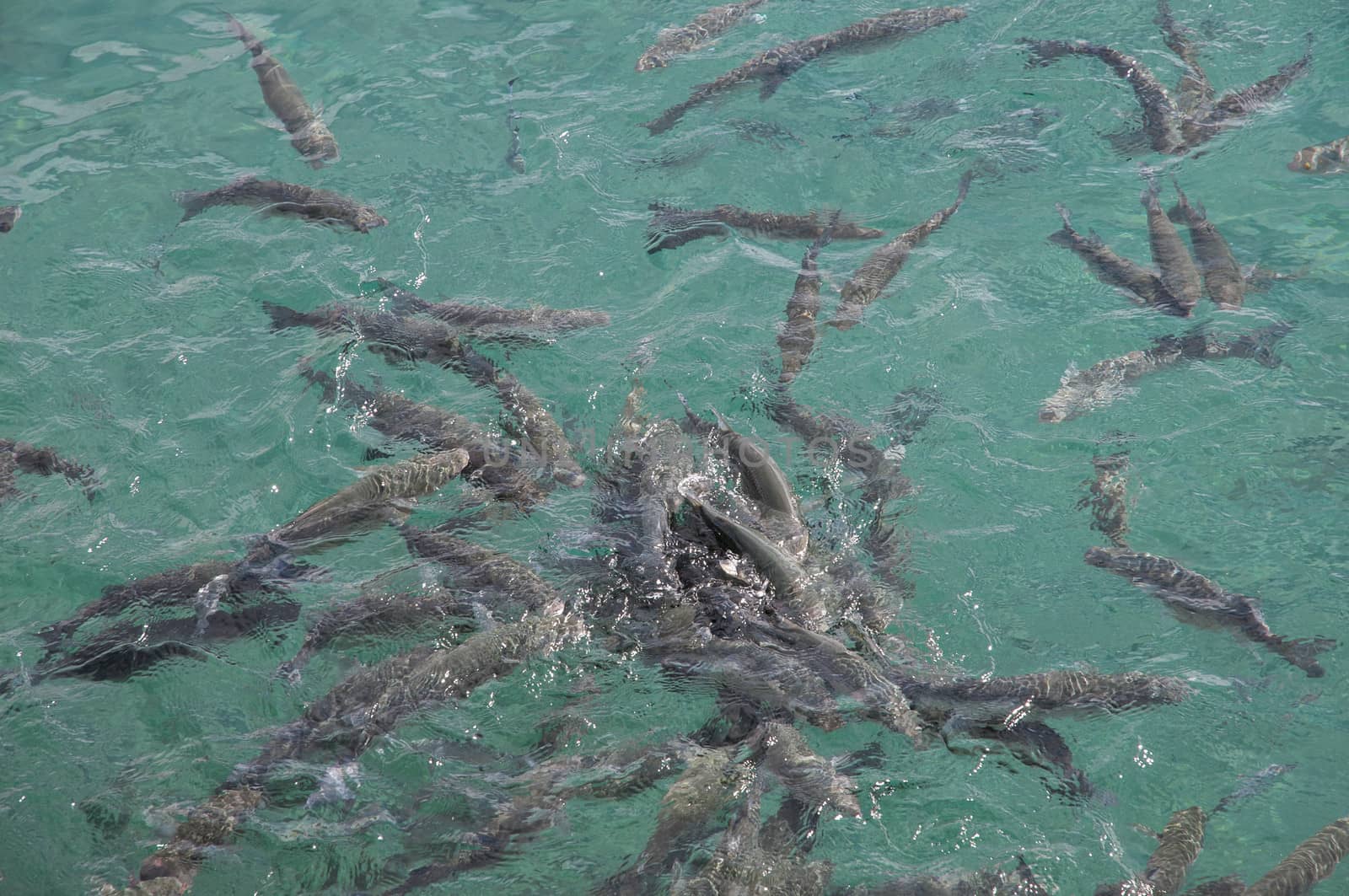 fish in the sea eating bread together