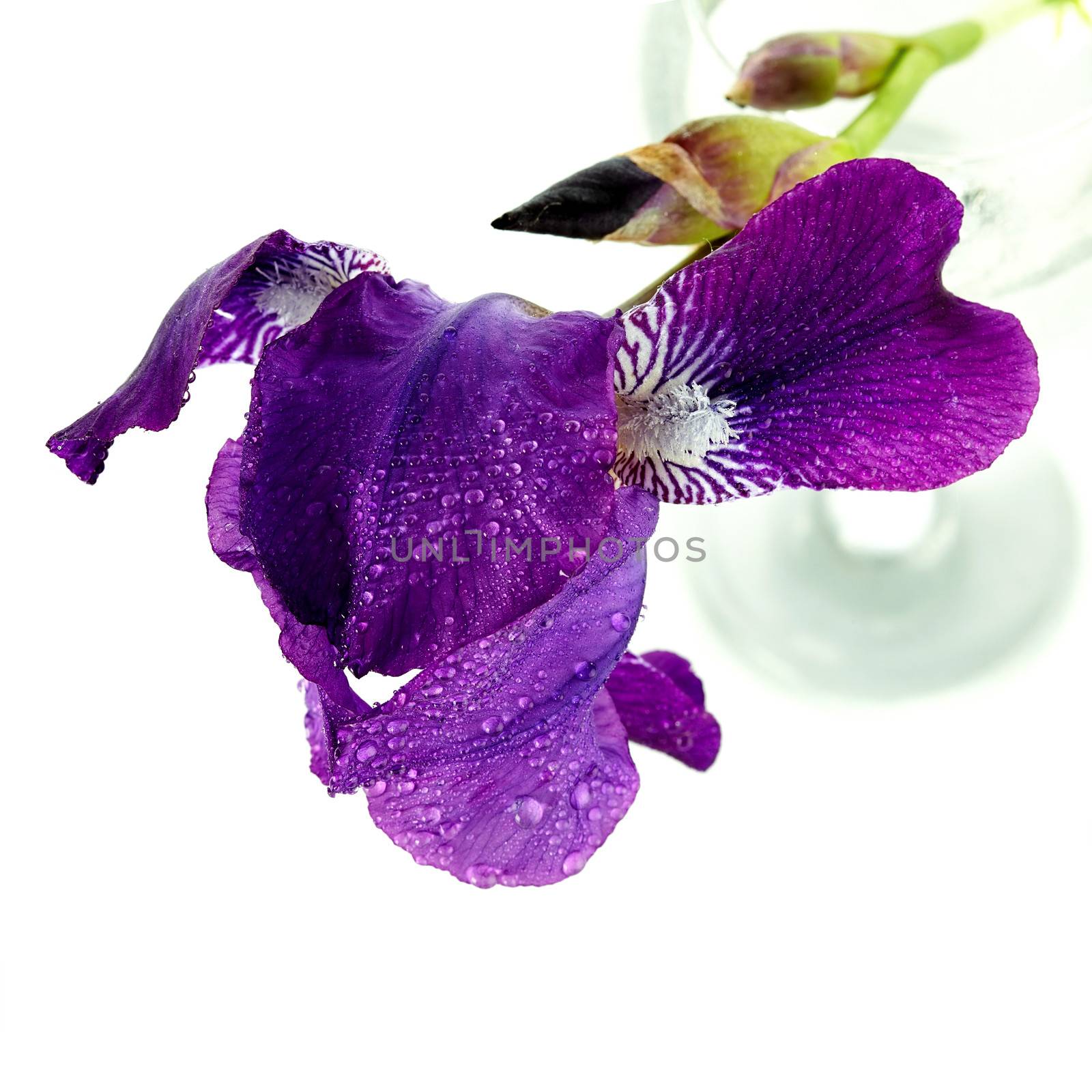 Violet flower. Iris flower in a glass. Violet iris. Flower in a glass. Flower in dew drops.