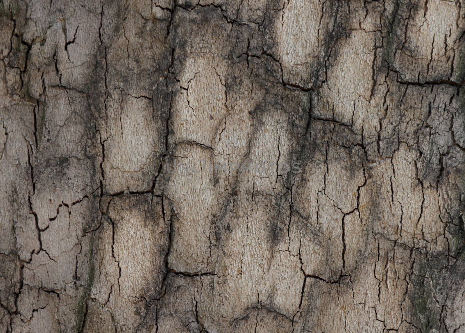 close up of bark by romantiche