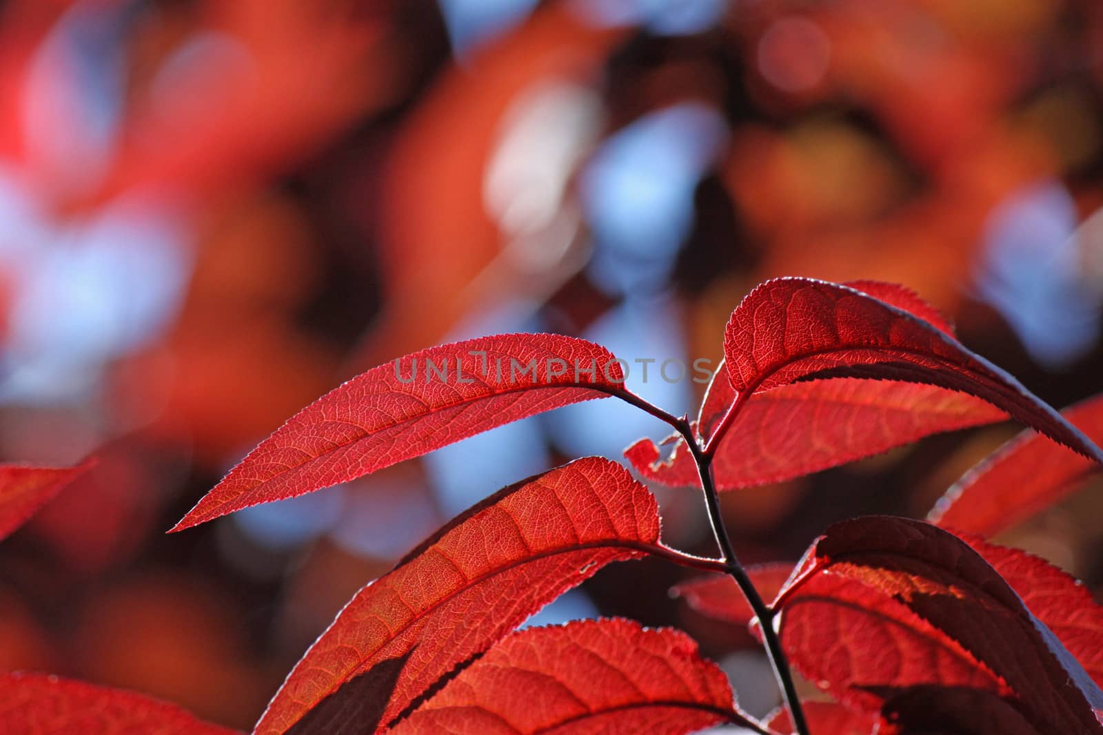 red leaves by romantiche