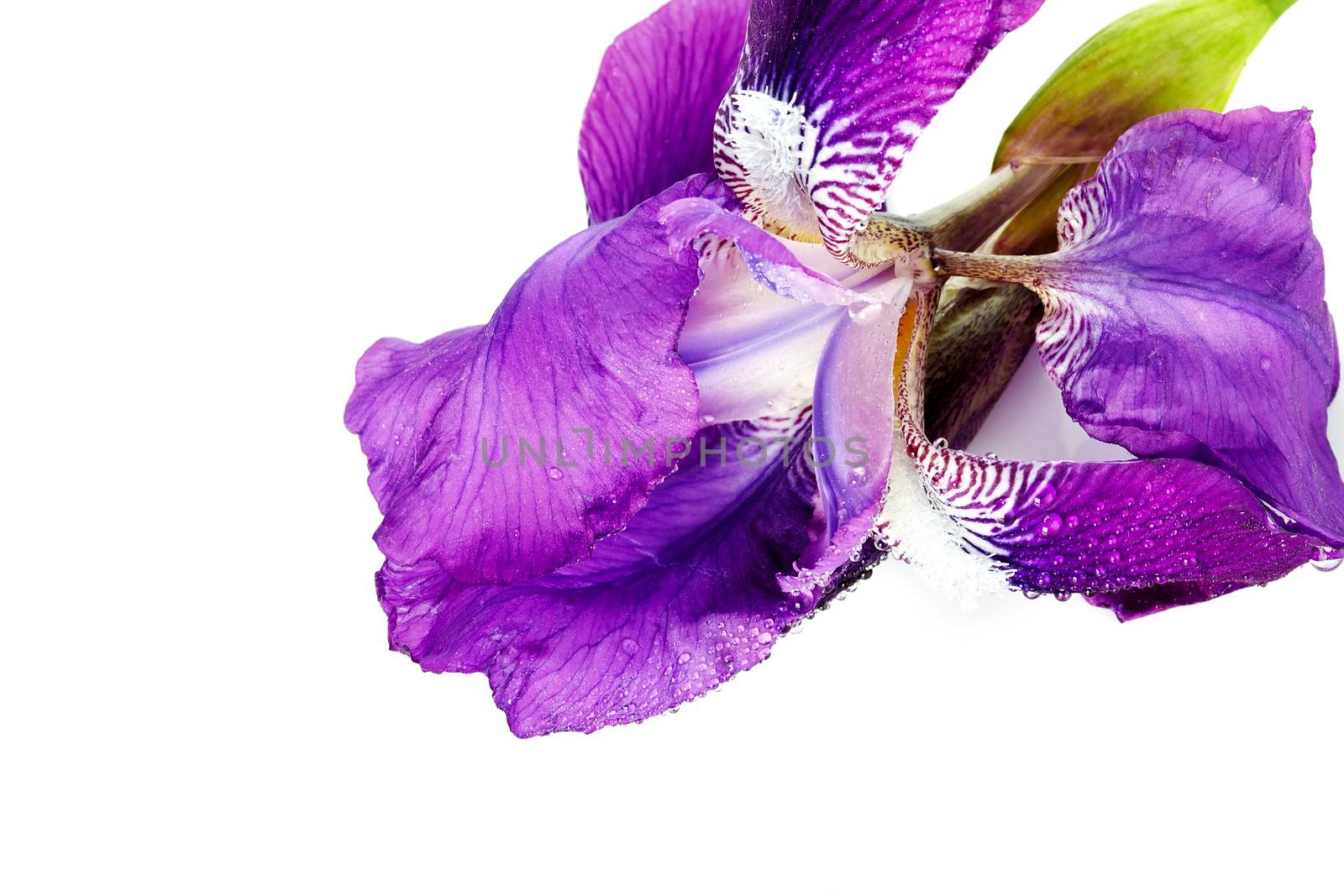 Violet flower.Violet iris. Flower in dew drops.