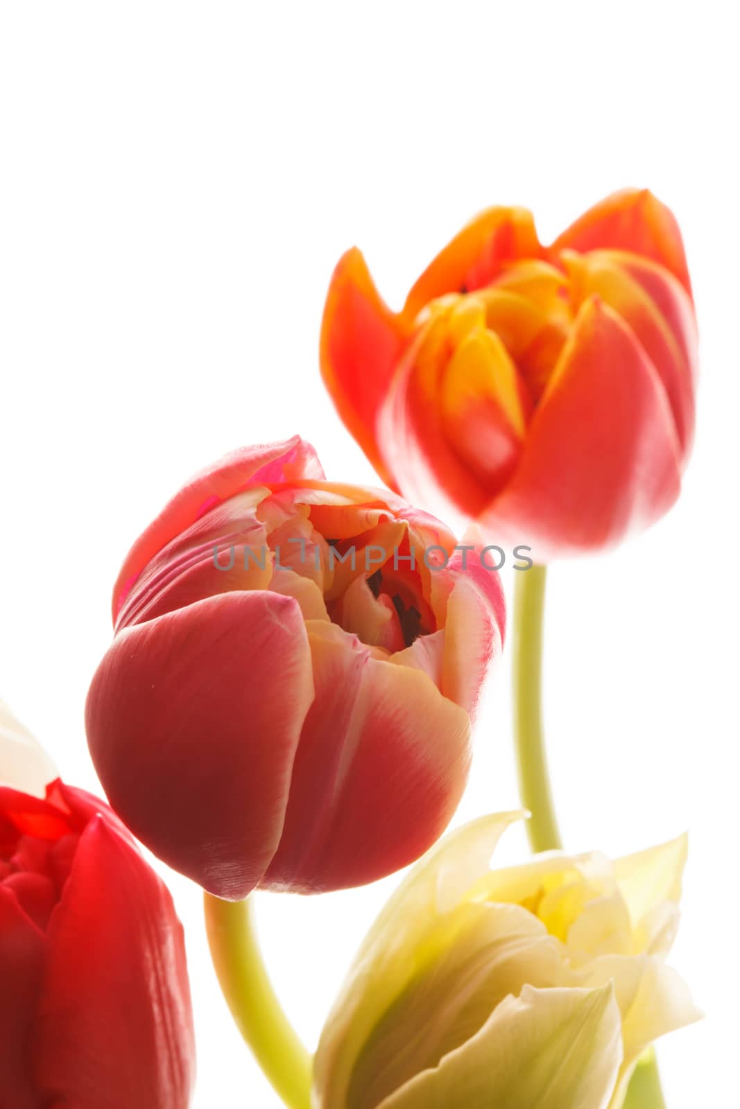 nice tulip by shebeko